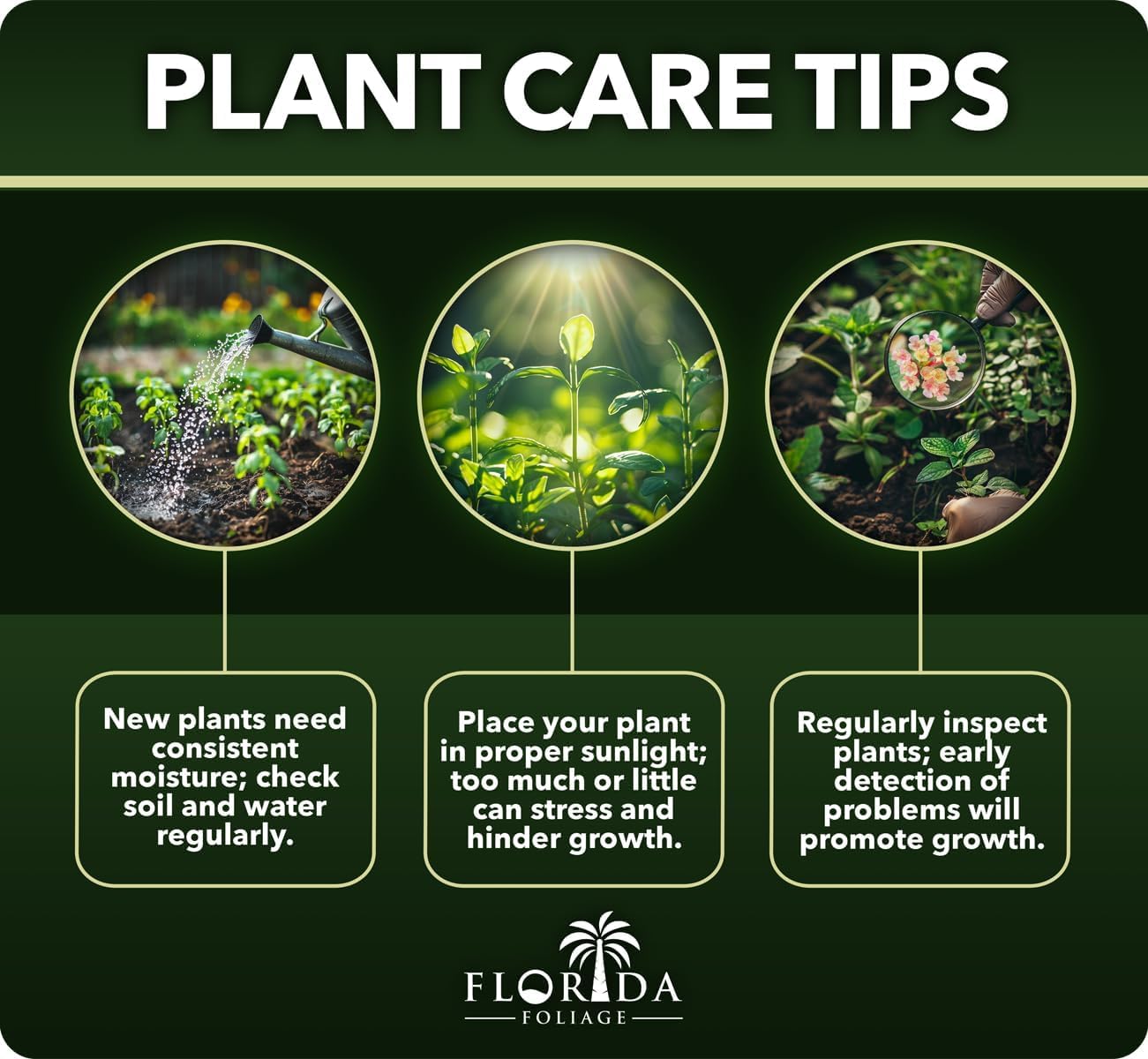 Star Jasmine | 2 Extra Large 3 Gallon Plants | Trachelospermum Jasminoides | Fragrant Climbing Vine | Ideal for Trellises and Arbors