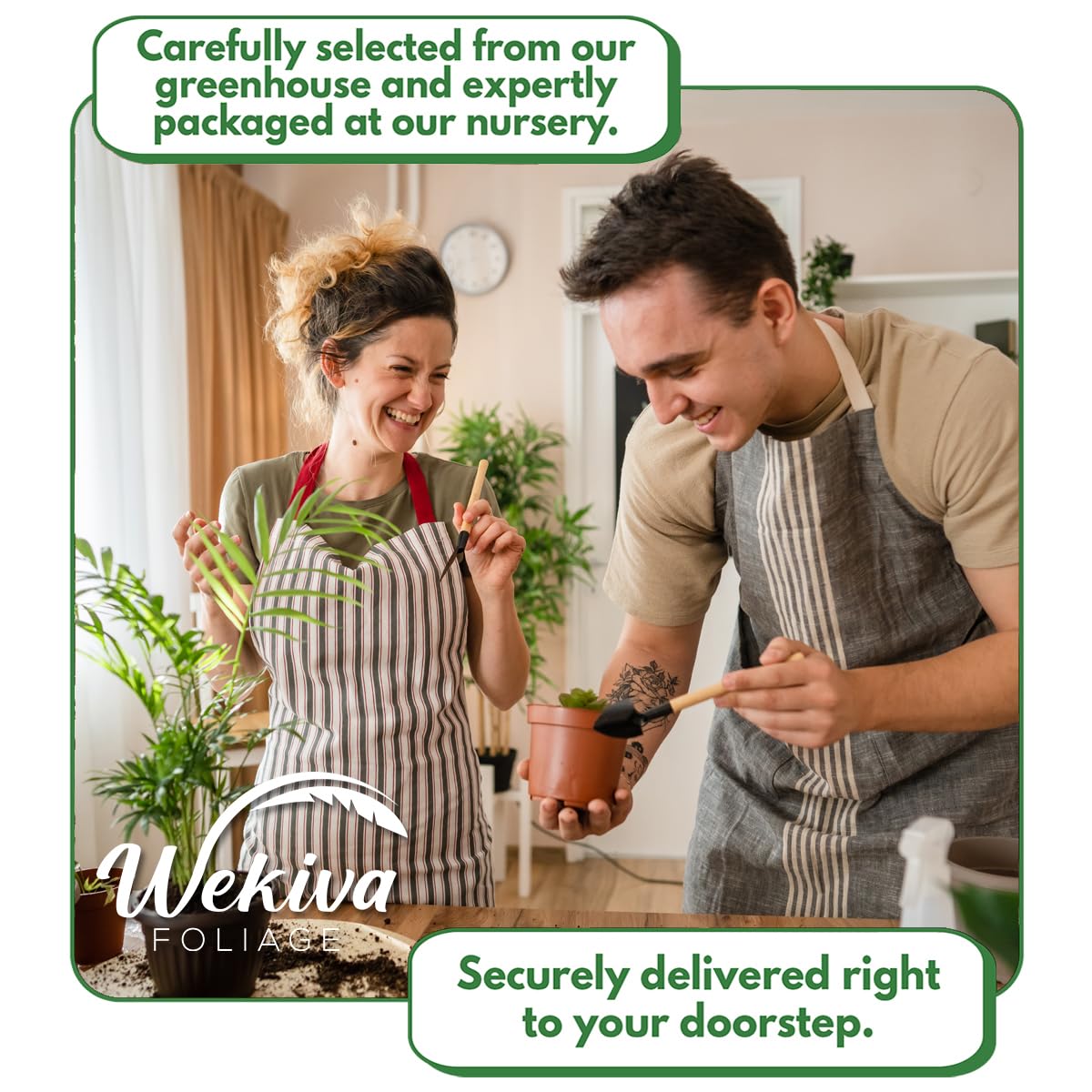 Clematis Variety Pack - 5 Live Starter Plants in 2 Inch Pots - Grower's Choice One Each of Multiple Clematis Varieties - Beautiful Flowering Vines from Florida