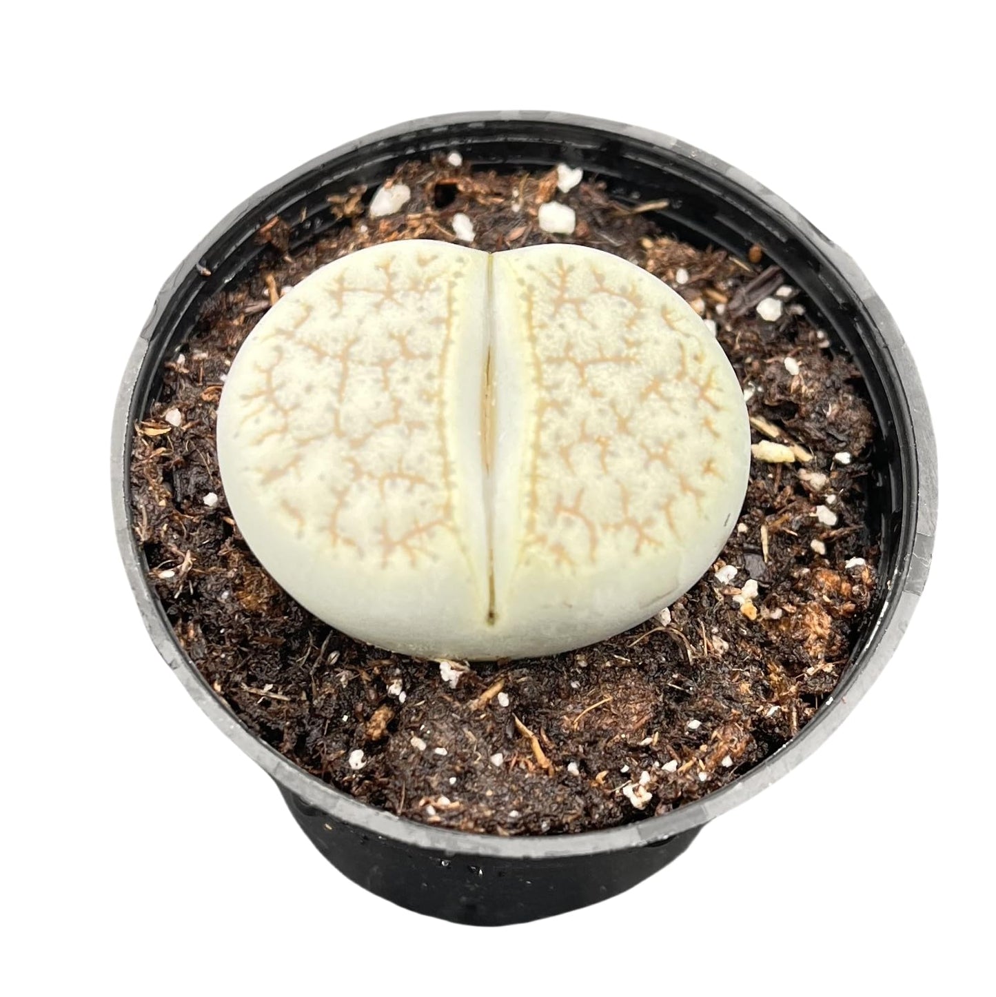 Sprout N Green 1-1.5in Lithops lesliei, 3 Years Old Rare Living Stone Plant Fully Rooted in Pot, Cute Succulents House Pebble Plant, Great for Terrarium Arrangement, DIY Project, Office Decor