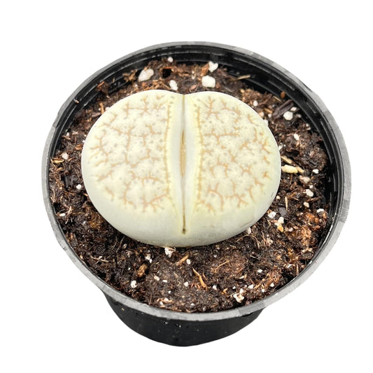 Sprout N Green 1-1.5in Lithops lesliei, 3 Years Old Rare Living Stone Plant Fully Rooted in Pot, Cute Succulents House Pebble Plant, Great for Terrarium Arrangement, DIY Project, Office Decor