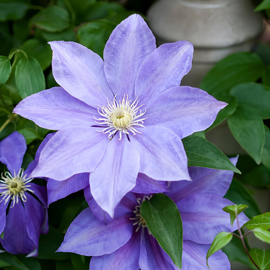 Light Blue Clematis Vine Plants Live in Pot, Clematis Plants Live for Planting, 2.5 Inch Pot Clematis Vine Plant, Perennial Clematis Flower Starter Plant, Clematis Vine Live Plant, Ready to Plant