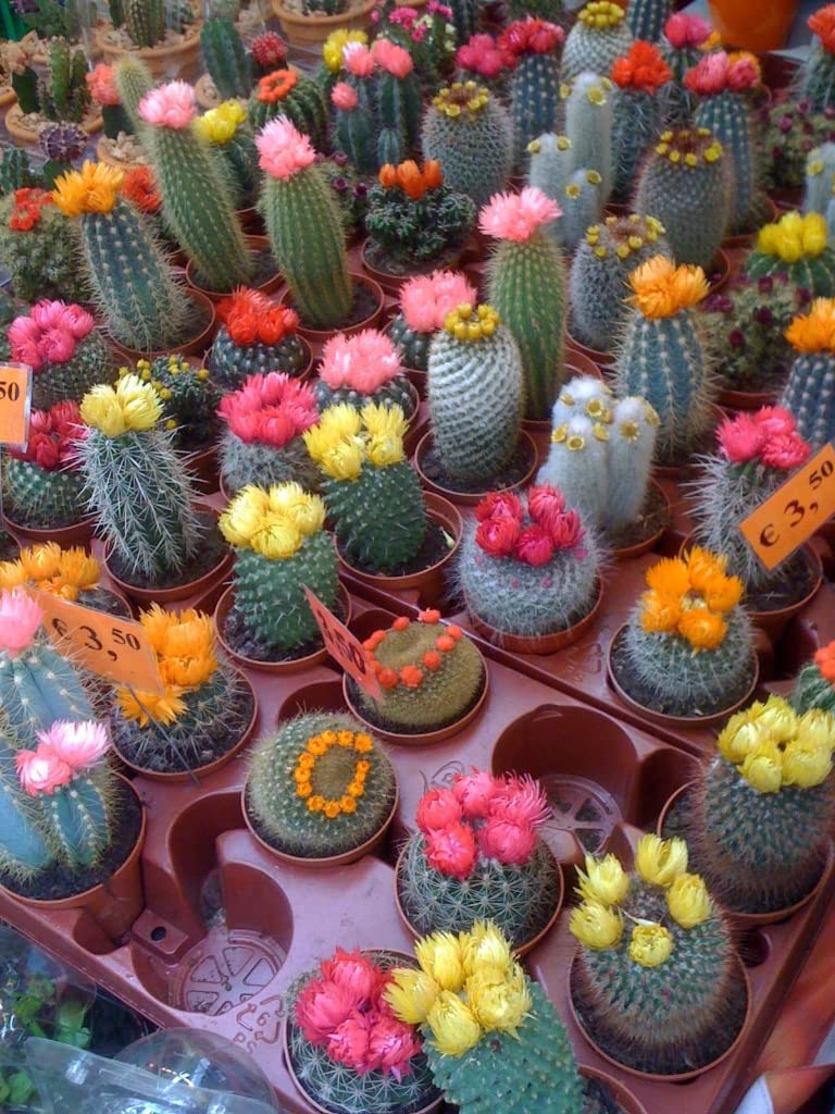 SeedsUP - 25+ Seeds Cactus Rare Succulents Cacti - Flower Mix