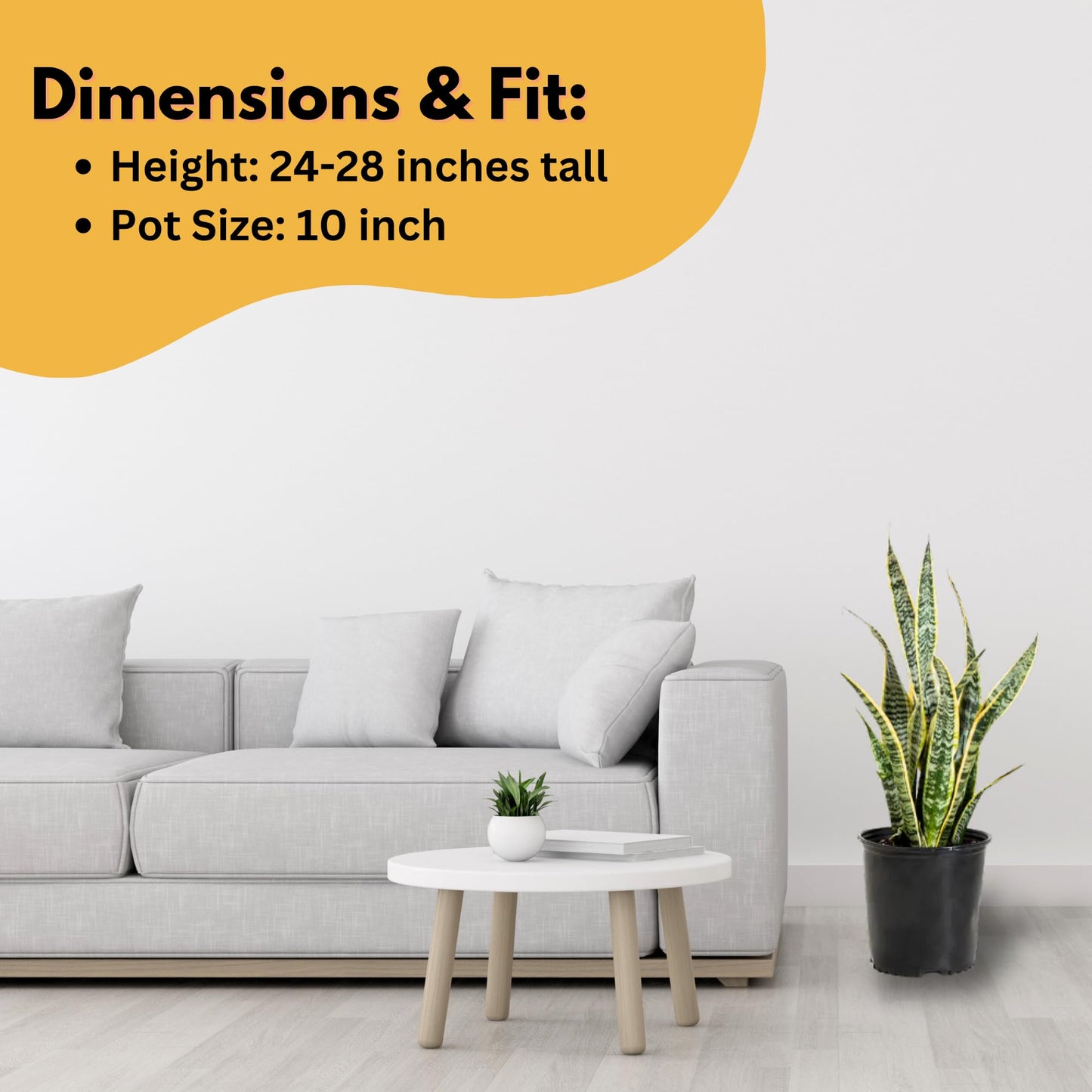 United Nursery Live Snake Plant, Sansevieria Trifasciata Laurentii, Variegated Snake Plant, 2-3 ft. Tall Mother in Laws Tongue House Plant for Indoor and Outdoor (Cream Decor Pot)