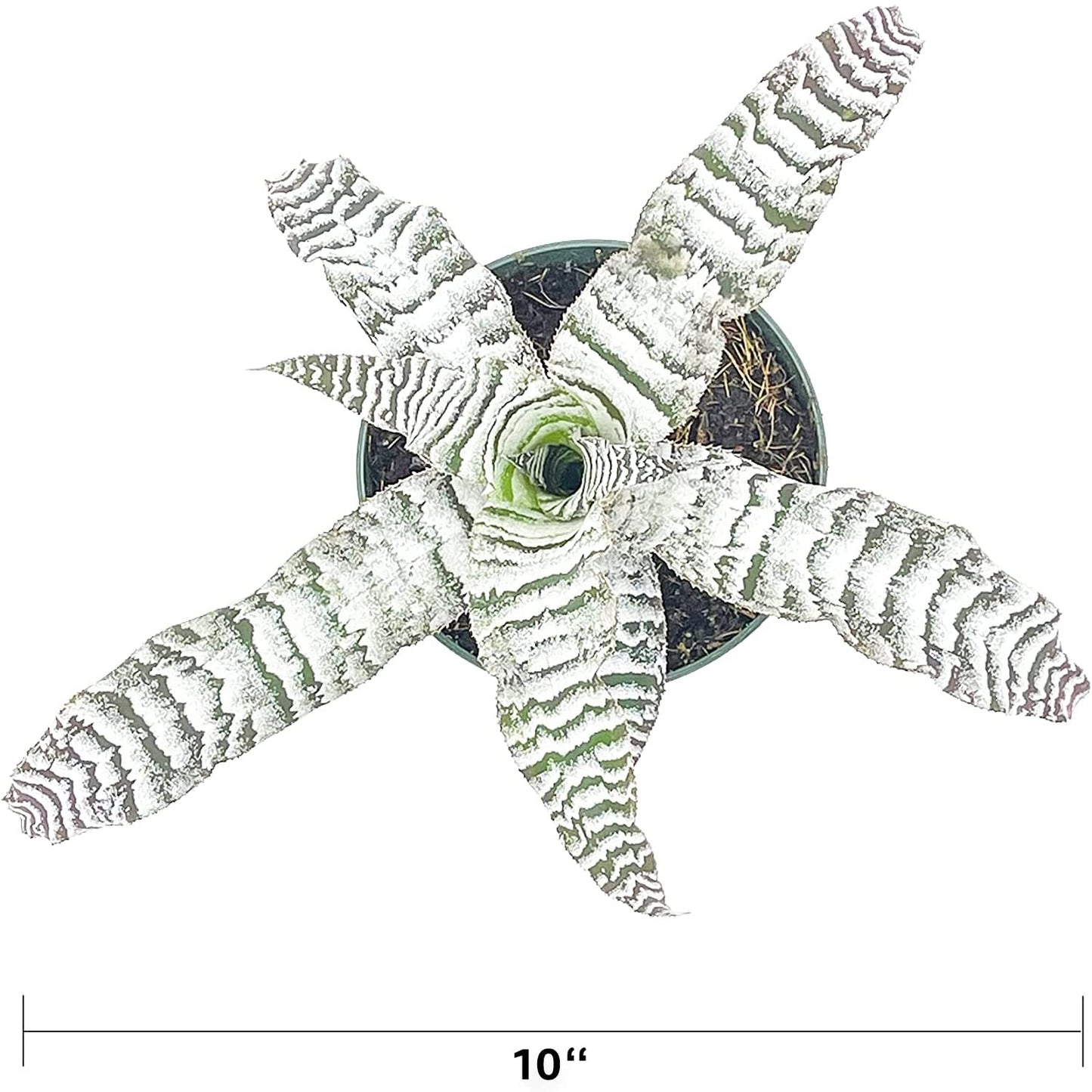 ragnaroc Live Plants – Cryptanthus ‘Absolute Zero‘, Jumbo 4-8" in 4" Pot - 1ct - Live Arrival Guaranteed - House Plants for Home Decor & Gift