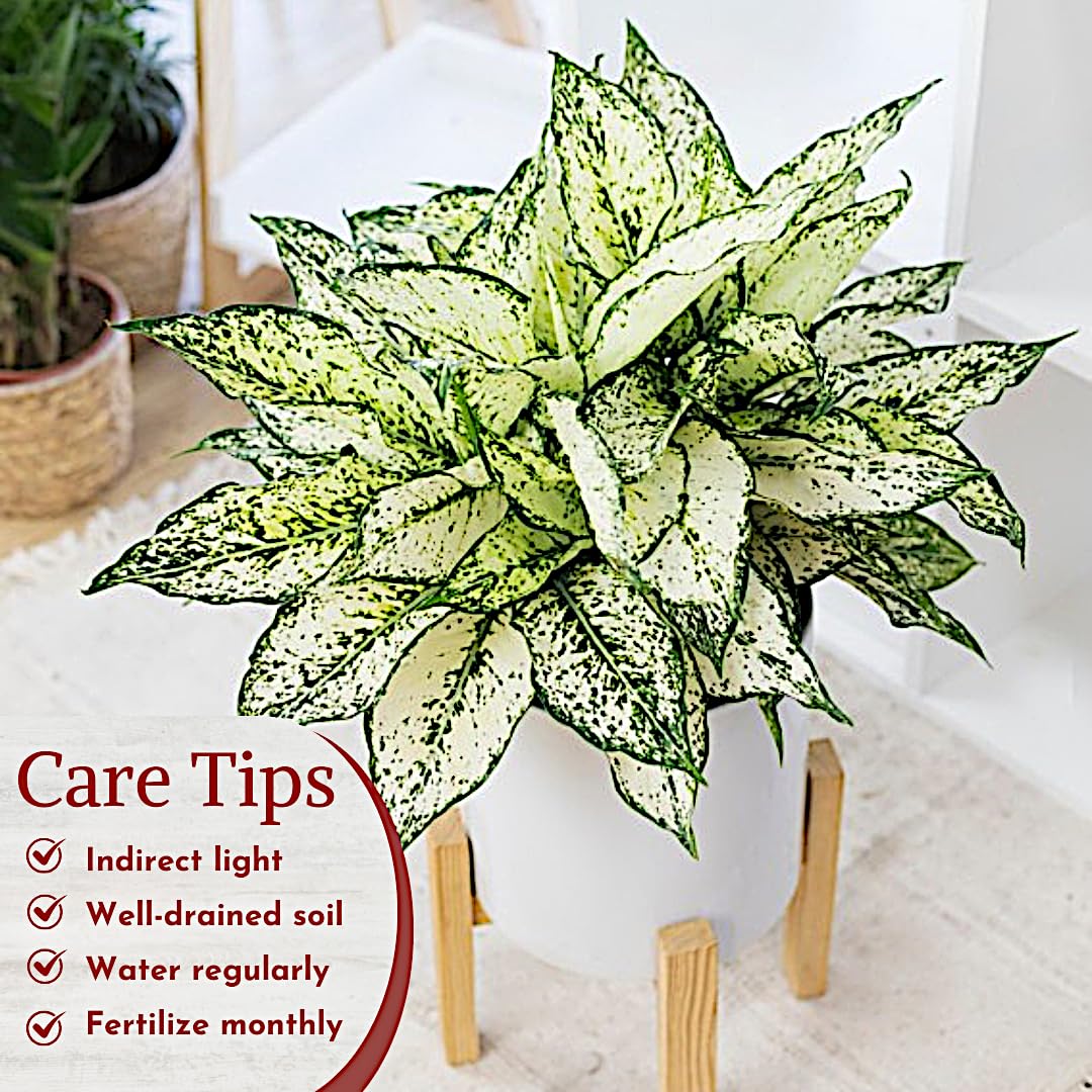 Aglaonema Live Plant Collection (4-Pack) - Chinese Evergreen Plants in 2-Inch Pots | Easy-Care Indoor Houseplants | Perfect for Low Light, Office Decor, and Air Purification