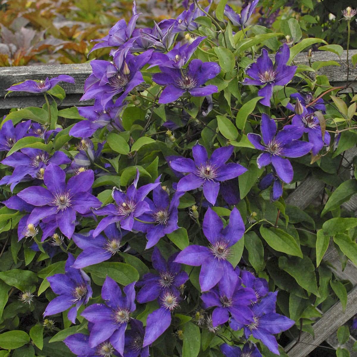 Clematis The President - Live Plant in a 4 Inch Growers Pot - Clematis 'The President' - Starter Plants Ready for The Garden - Beautiful Purple Blue Flowering Vine