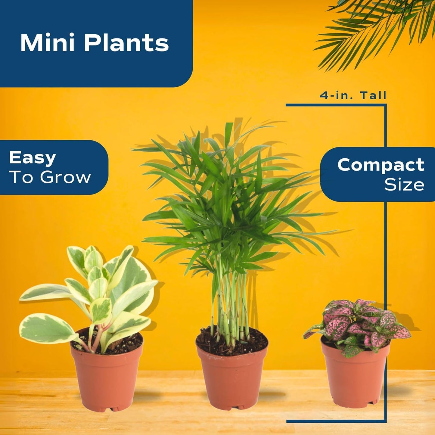 Costa Farms Mini Houseplants (6 Pack), Easy Grow Live Indoor House Plants in Nursery Plant Pots, Grower's Choice with Soil Potting Mix, Potted Home Decor Planter or Outdoor Garden Gift, 4-Inches Tall