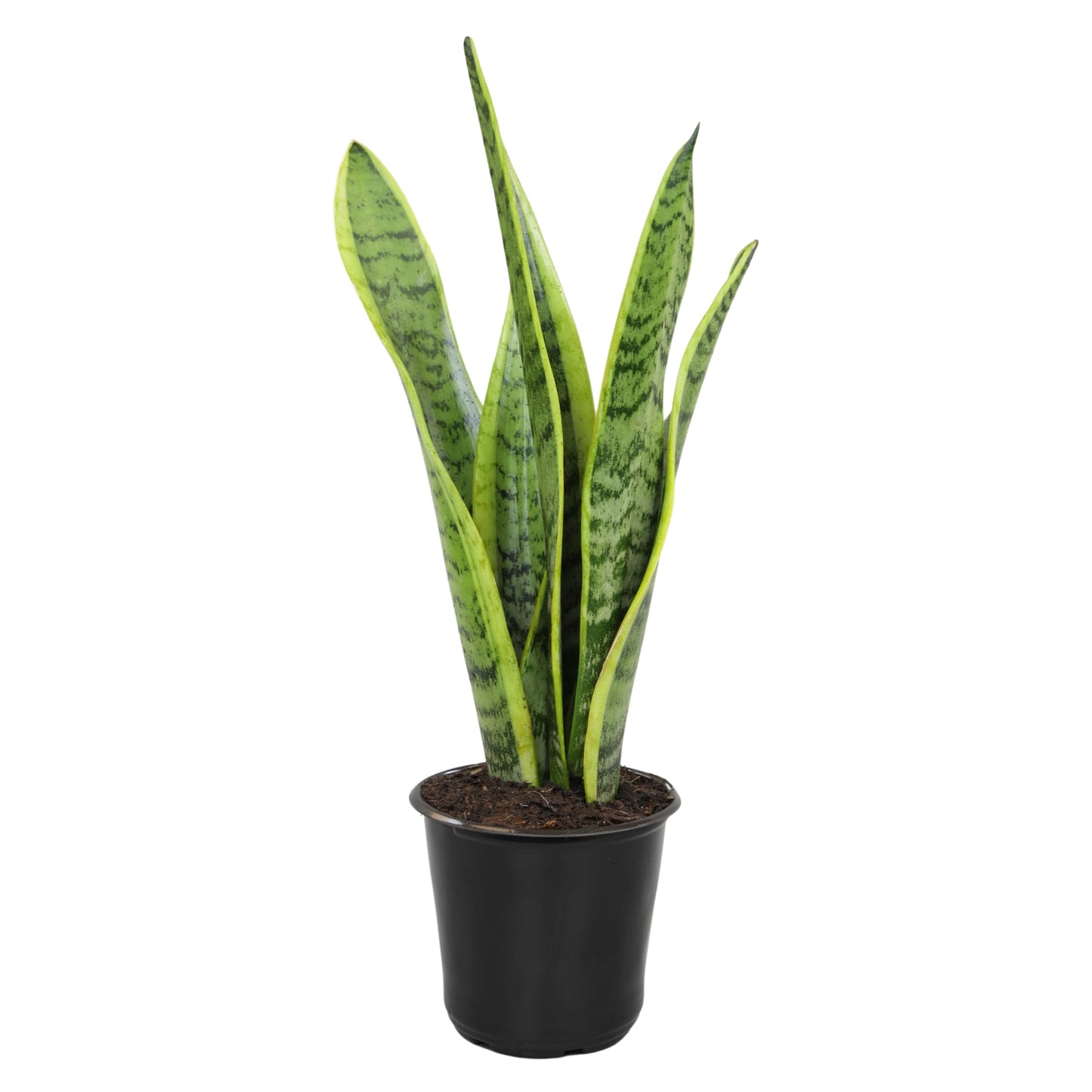 Altman Plants Sansevieria Laurentii Variegated Snake Plants (Approx. 10 in. Tall), Easy Plant, Air Purifying Plant & Desk Plant Decor, Striped Live Snake Plant Live Plants, Indoor Plants & Houseplants