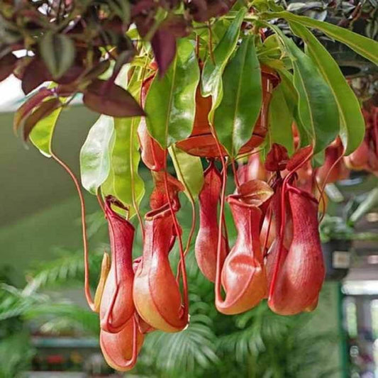 CHUXAY GARDEN Mix Nepenthes-Tropical Pitcher Plants,Monkey Cups,Nepenthaceae 400 Seeds Red Blue Green Potted Bonsai Carnivorous Plants Fast Growing & Maintain