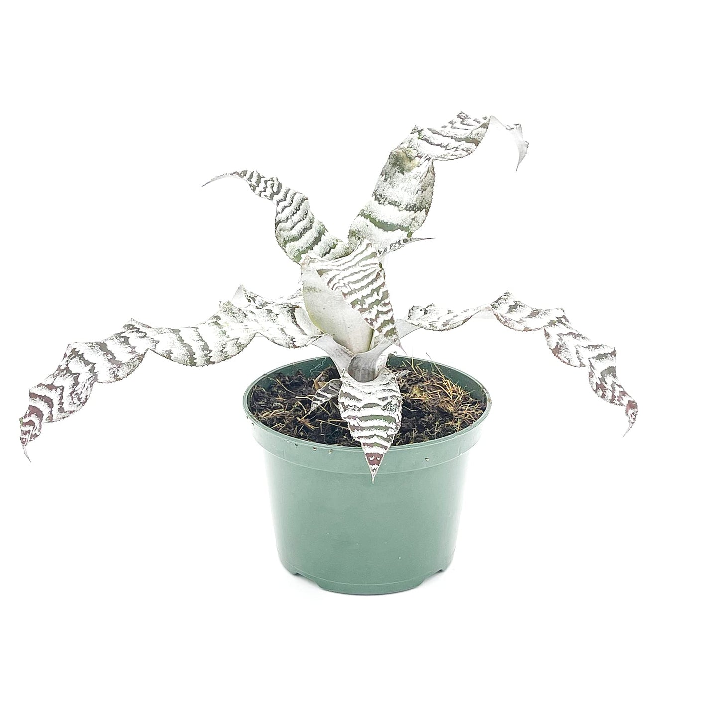 ragnaroc Live Plants – Cryptanthus ‘Absolute Zero‘, Jumbo 4-8" in 4" Pot - 1ct - Live Arrival Guaranteed - House Plants for Home Decor & Gift