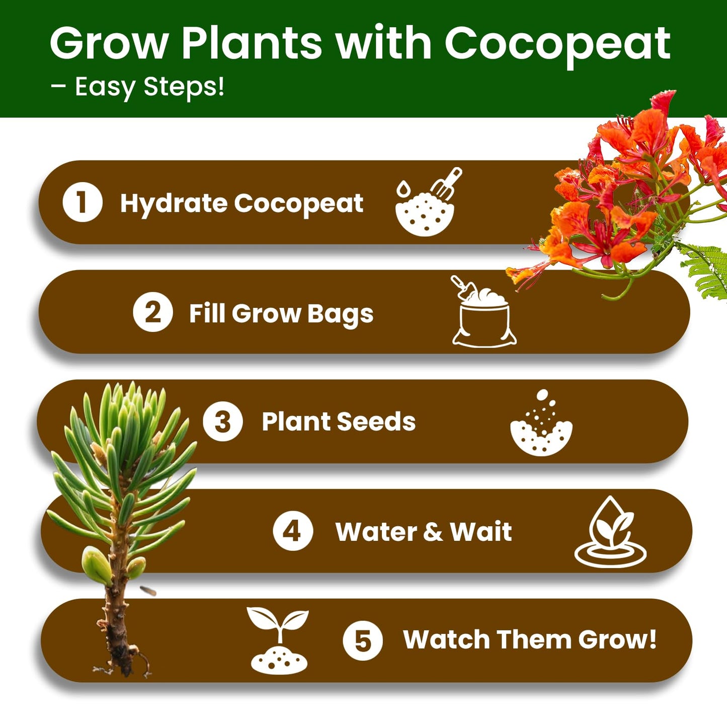 Bonsai Tree Kit – 5Pack Complete Indoor Starter Kit with 5 Unique Japanese Bonsai Trees, Tools & Planters – Perfect Gardening Gift for Women, Men, Plant Lovers – Great for Easter, Father’s Day