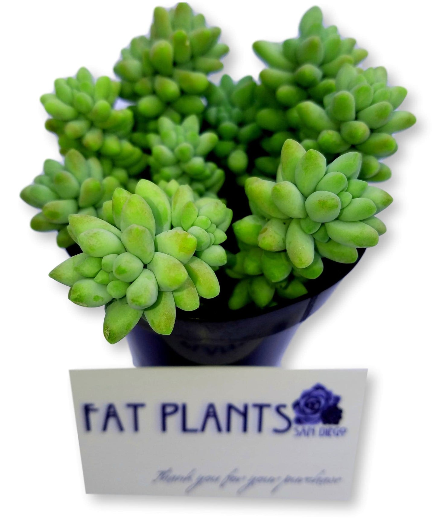 Living Succulent 4" Donkey Tails, Fully Rooted Succulents Plants Live, Succulent Plants Trailing Hanging, Sedum Burrito House Plant for Home Office Decoration, DIY Projects, Party Favor Gift