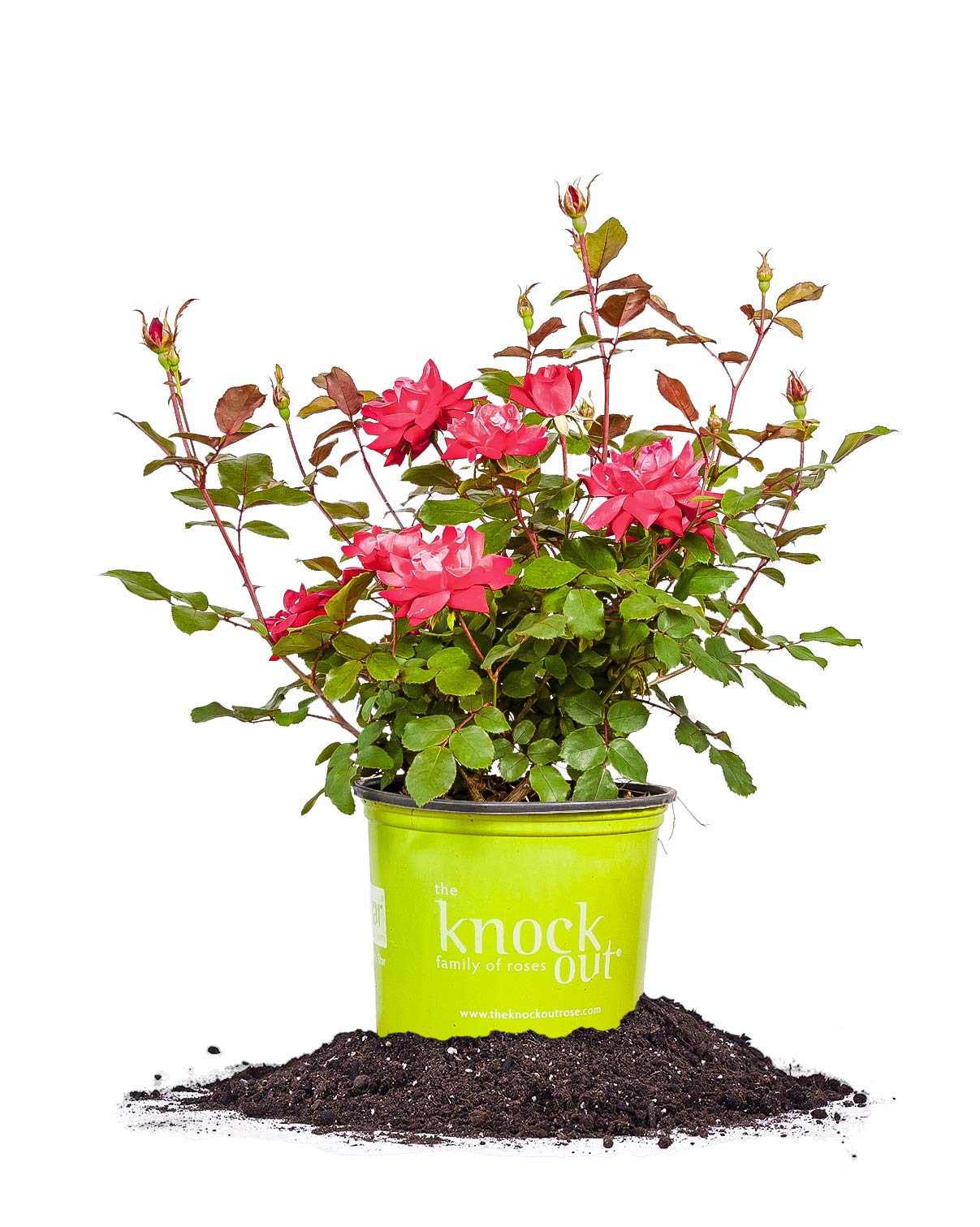 Perfect Plants Double Red Knock Out Rose 1 Gallon, Live Plant Planting Guide