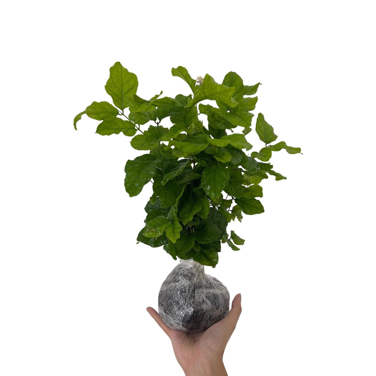 2 Maid of Orleans Sambac Jasmine Live Plants, Jasmine Plant Live, Sambac Jasmine, 4 to 6 Inc Tall, Tea Jasmine Fragrant Plant, Blooming Jasmine Plant