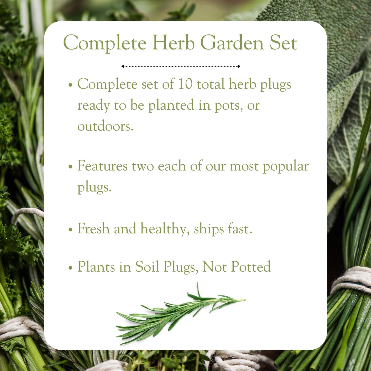 10-Pack Culinary Herb Garden Live Plants – Sweet Basil, Peppermint, Oregano, Sage, Thyme – 3” Plant Plugs for Indoor & Outdoor Growing – Window Sill, Garden, or Kitchen Planter Ready