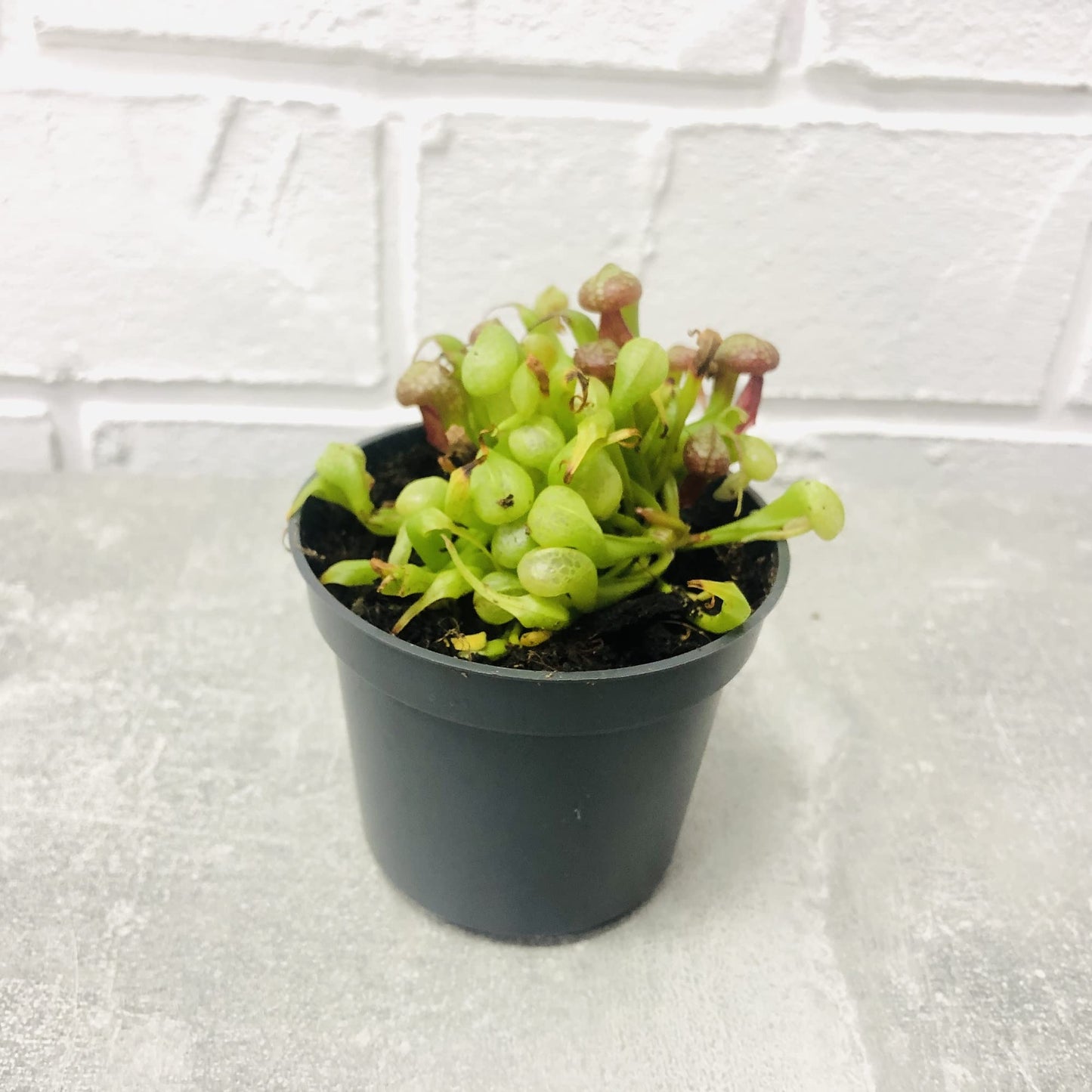 CHUXAY GARDEN California Pitcher Plant-Darlingtonia Californica,Cobra Lily,Cobra Plant 10 Seeds Rare Plants