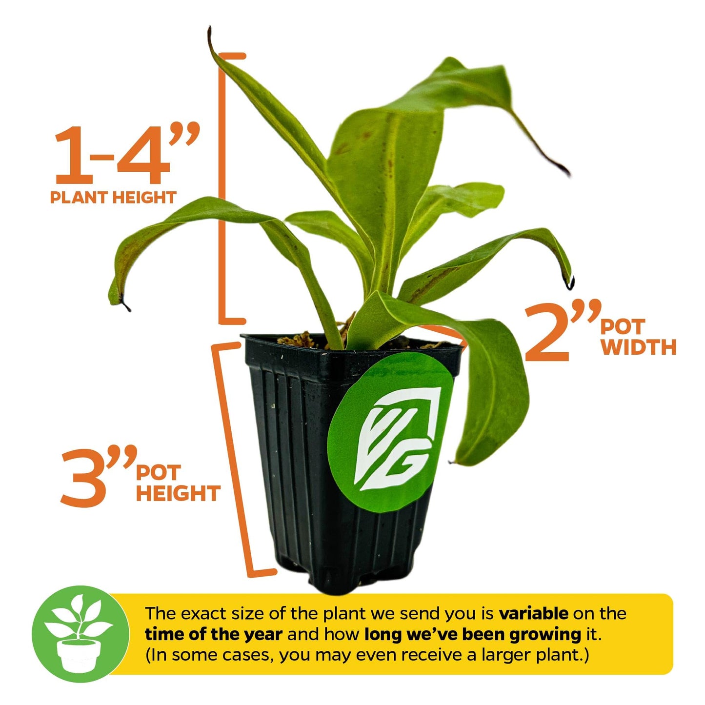 Alata Pitcher Plant - Nepenthes Live Carnivorous Plant by Wellspring Gardens - Easy to Grow Starter Bulbs Great for Nature Lovers & Gardeners - Outdoor & Indoor Aquatic Planting