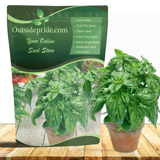 Outsidepride Genovese Sweet Basil Seeds for Planting - 1/2 lb. Easy to Grow Annual Herb Garden Seeds with Aromatic & Flavorful Foliage for Containers, Companion Planting, Indoors & Outdoors