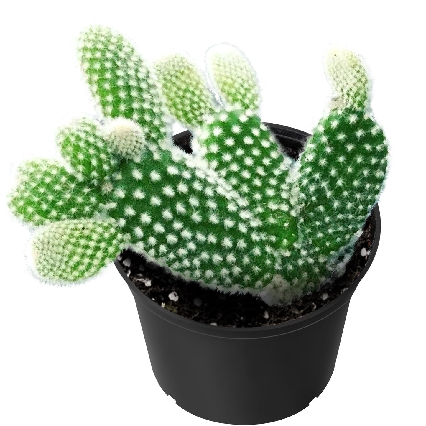 Sprout N Green Opuntia microdasys albata Bunny Ears, Live Cactus Plant Rooted in 2in Nursery Pot, Indoor Outdoor Office Home Garden Décor