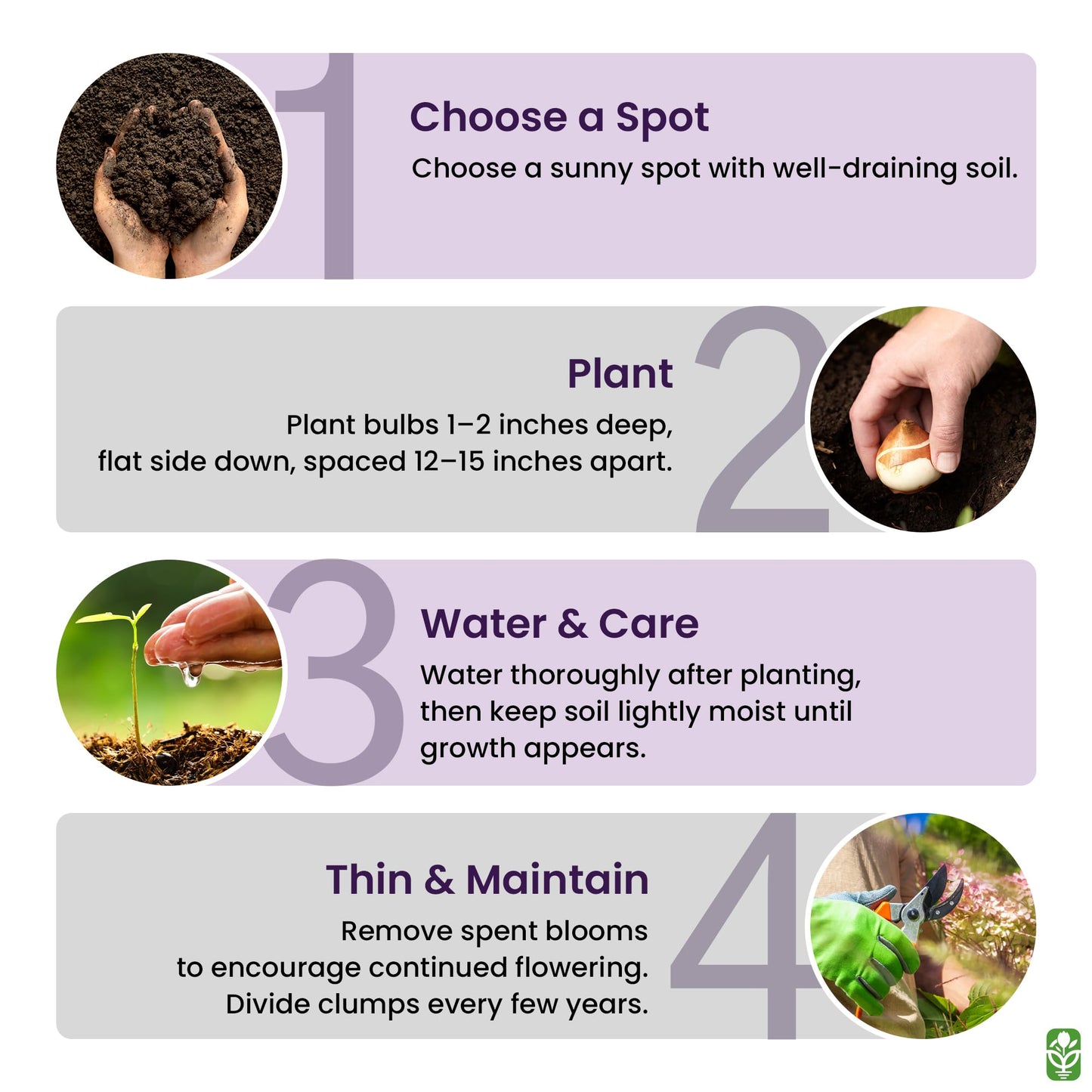 Purple Blazing Star - 5 Fresh Bulbs - Liatris Spicata Flower Bulb - Perennial Gayfeather Plant for Planting Outdoor - Perfect for Borders and Landscapes