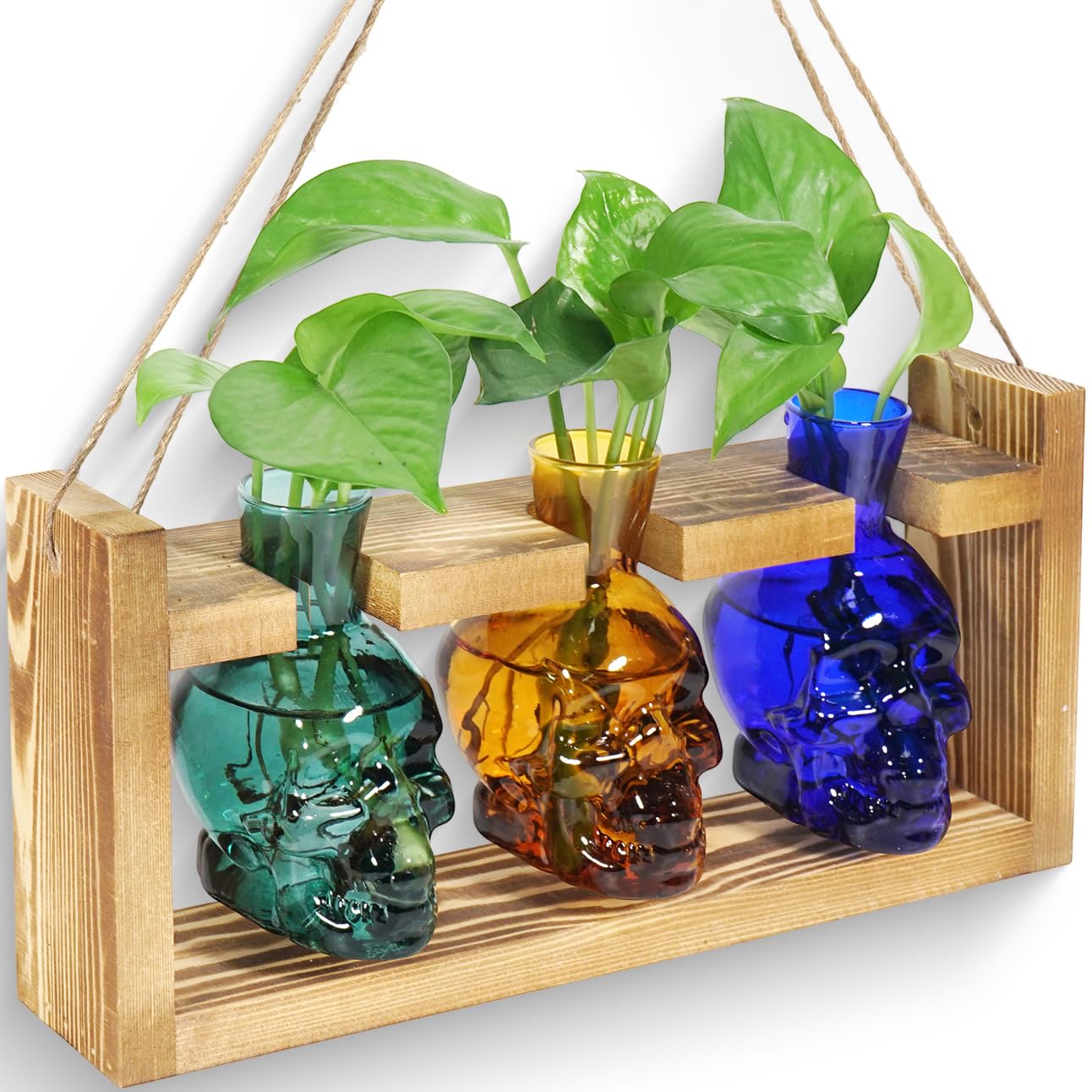 Plant Terrarium Propagation Stations Hydroponics Planter Vase Skulls Decor with Wooden Stand Gift (3*Mixed Color)