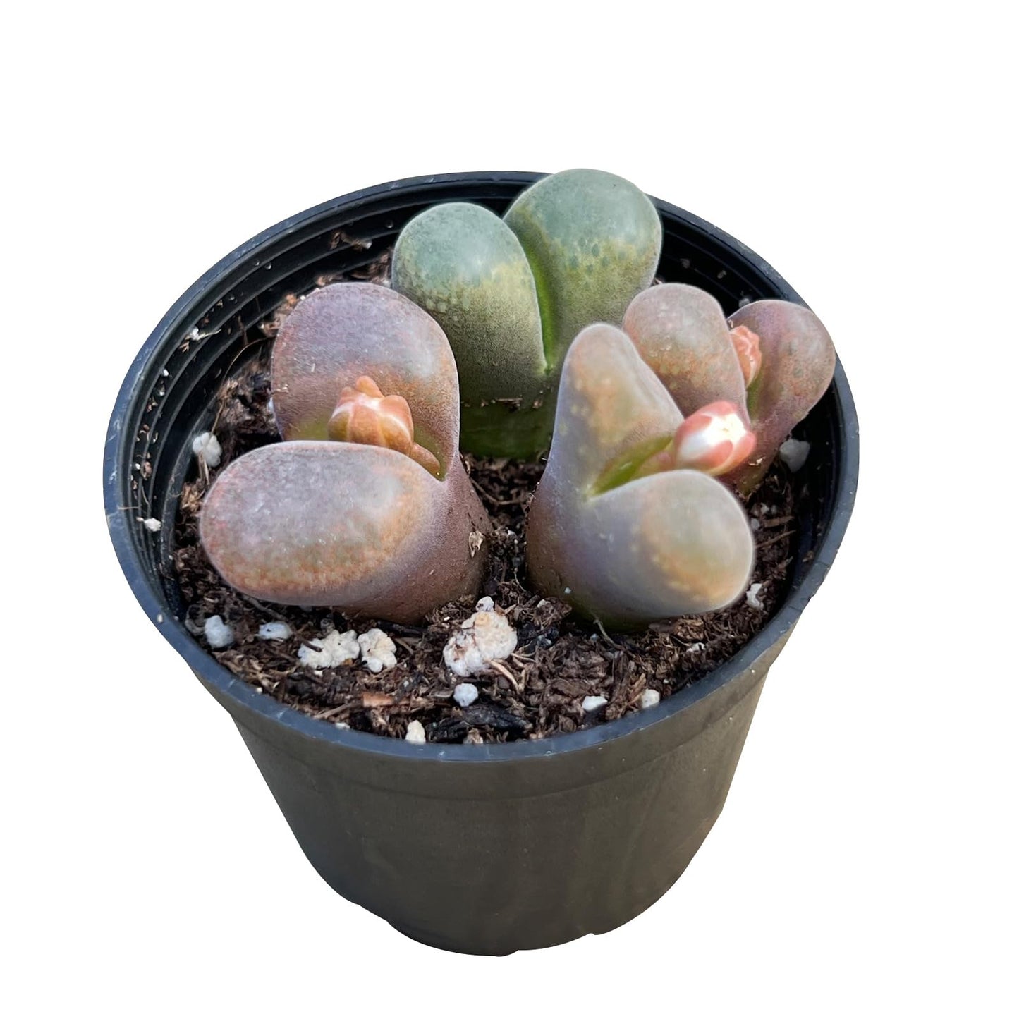 Sprout N Green Lithops Collection, 3 Live Succulent Stone Plant Fully Rooted in 2inch Starter Pot, Home Office Indoor Outdoor Wedding Decoration DIY Projects Party Favor