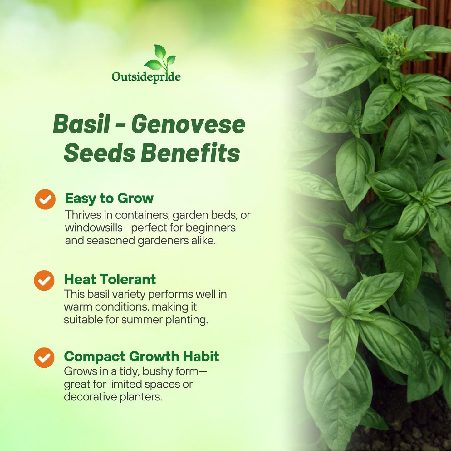 Outsidepride Genovese Sweet Basil Seeds for Planting - 1/2 lb. Easy to Grow Annual Herb Garden Seeds with Aromatic & Flavorful Foliage for Containers, Companion Planting, Indoors & Outdoors
