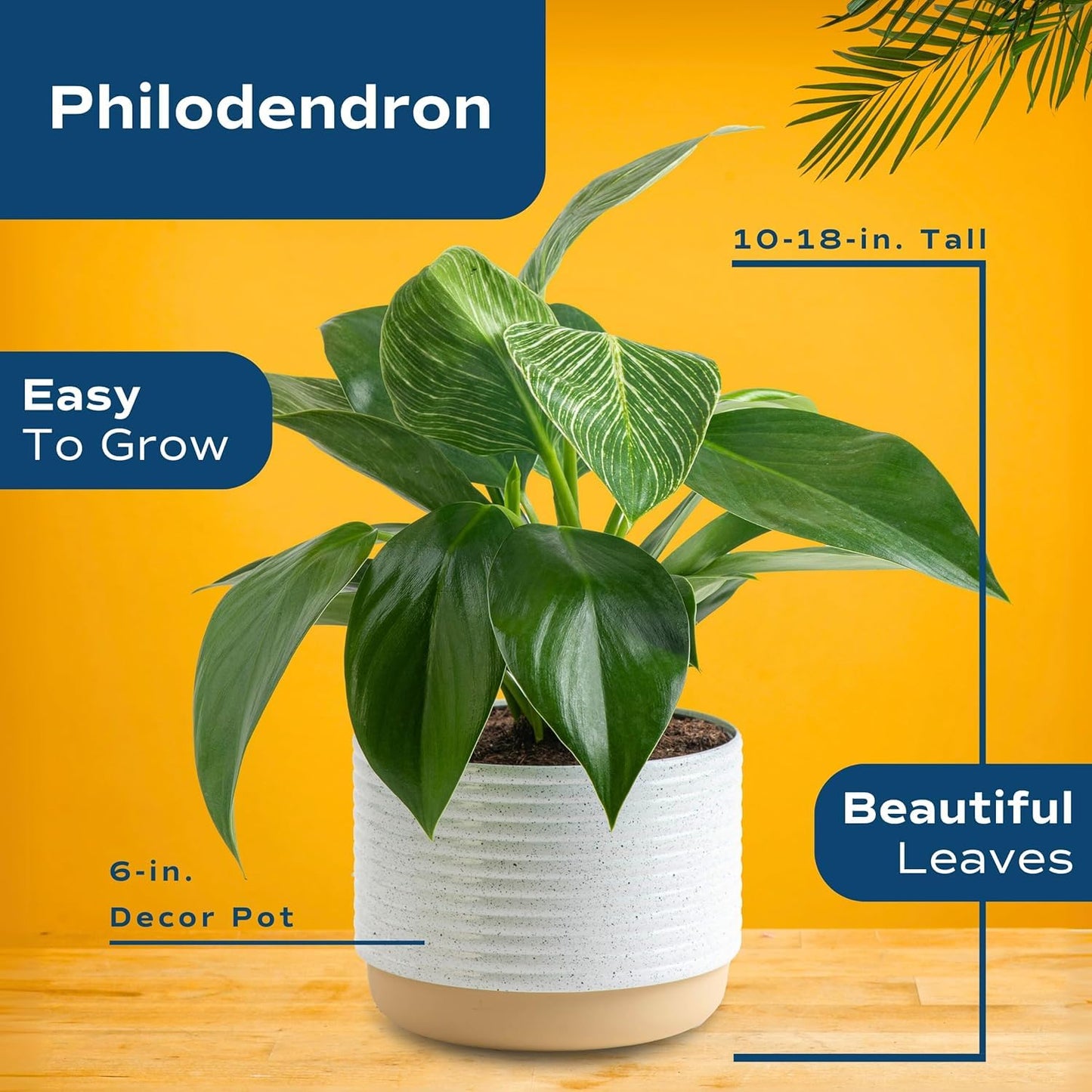 Costa Farms Philodendron Live Plants (Pack of 6), Easy to Grow Indoor Houseplants, Grower's Choice Collection, Potted in Minimal Decor Plant Pots, Potting Soil, Housewarming Gift, Home and Room Decor