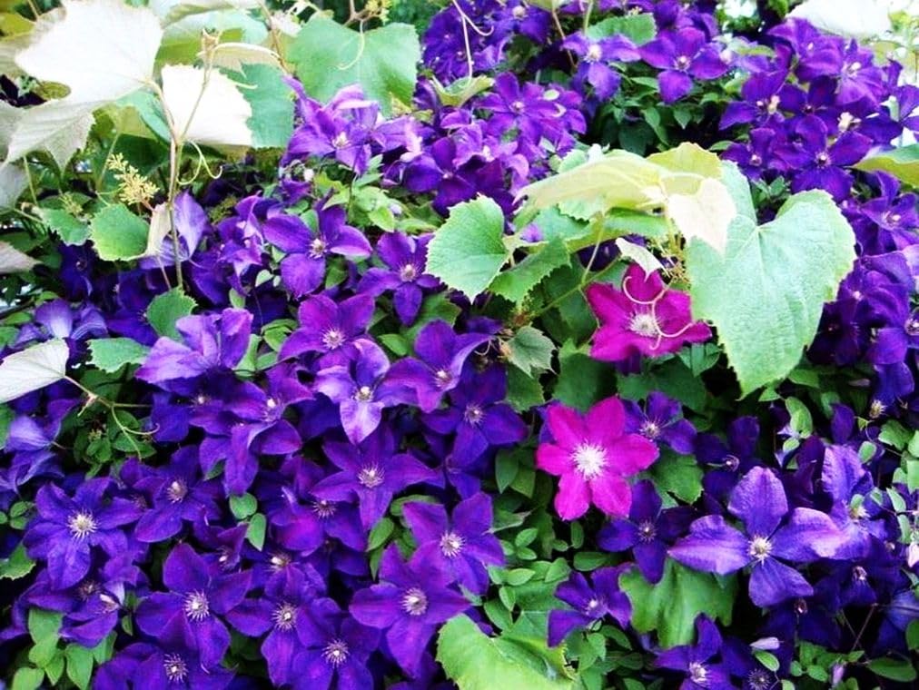 Mixed Clematis Seeds Flower Vine Perennial Flower 20 Pcs Seeds