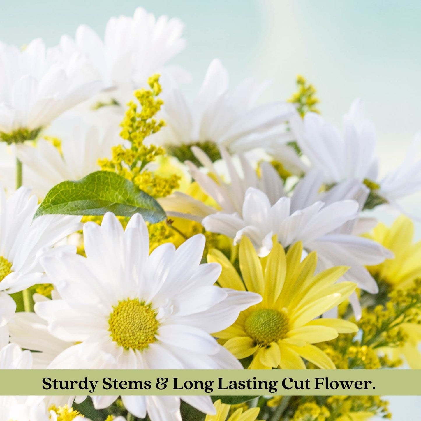 Clovers Garden Coreopsis Moonbeam (Tickseed) Plants – Two (2) Live Plants – Non-GMO - Not Seeds - Each 4" to 8" Tall – in 4" Inch Pots – Hardy Flowering Perennial, Pollinator Favorite