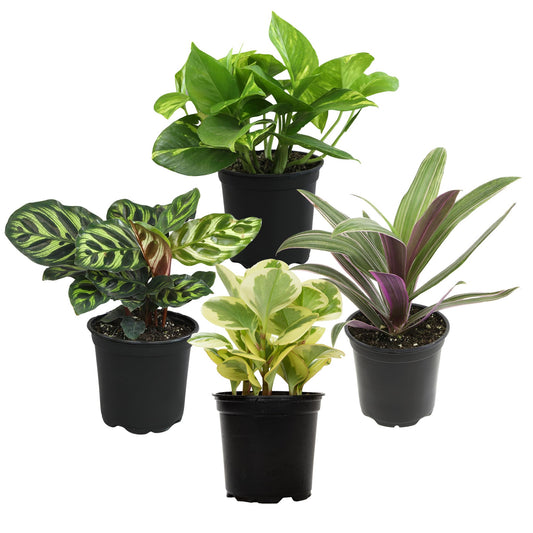 Essential Houseplant Collection (4PK) Live Plants Indoor Plants Live Houseplants in Plant Pots, Easy House Plants Indoors Live, Snake Plant, Pothos in Potting Soil, Clean Air Plants by Plants for Pets