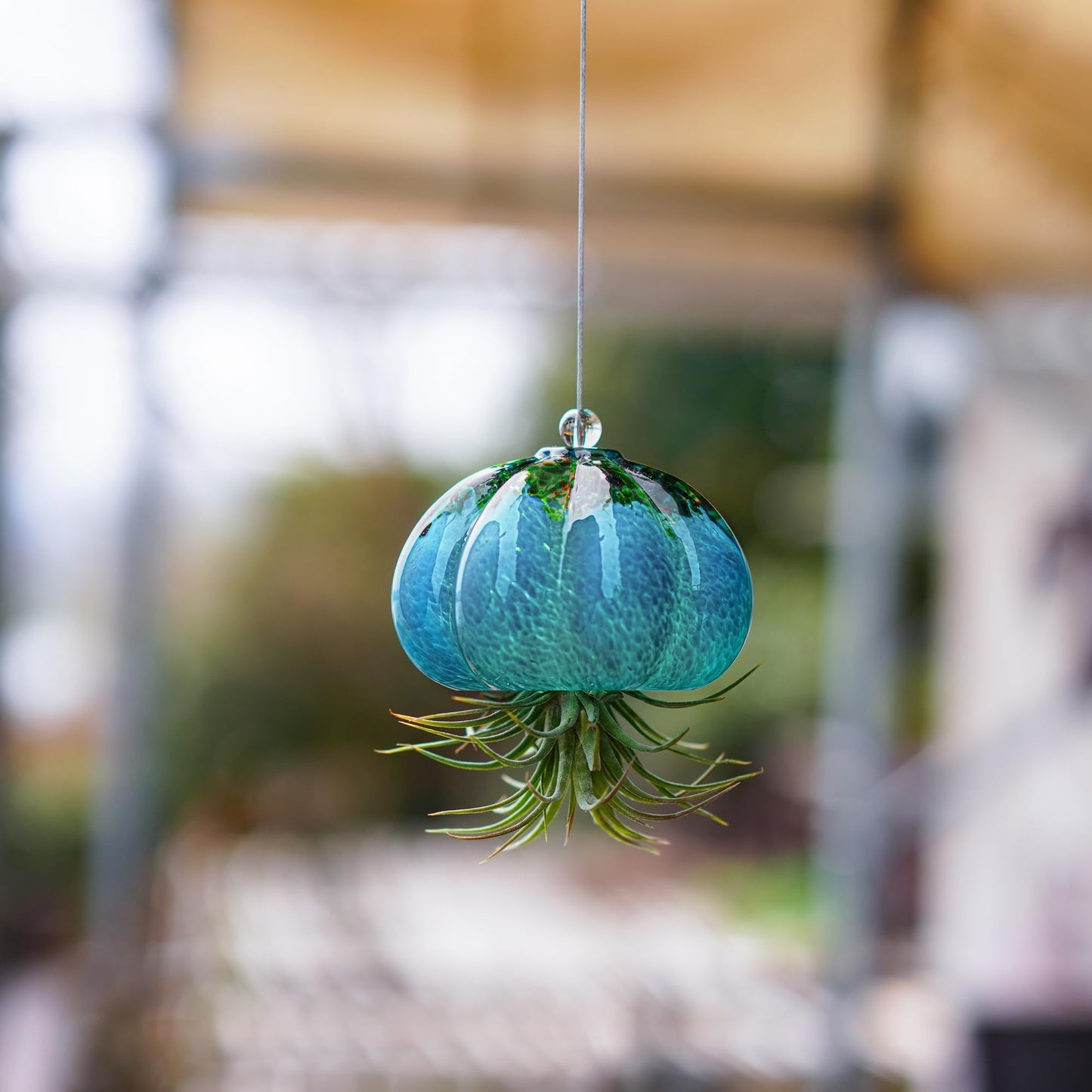 H&D HYALINE & DORA Handmade Blown Glass Hanging Jellyfish Air Planter for Live Succulent Air Plants (No Plants)