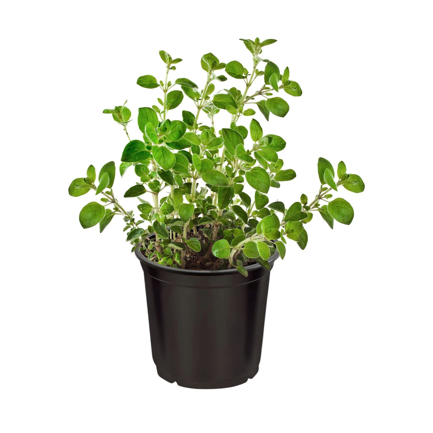 Live Aromatic and Edible Herbs - Assorted Varieties (4 Per Pack) - Lemon Verbena, Eucalyptus, Mint, Lemon Balm - 6" Tall by 3" Wide in 1 Pint Pot