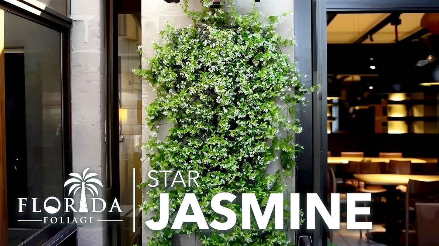 Star Jasmine | 2 Extra Large 3 Gallon Plants | Trachelospermum Jasminoides | Fragrant Climbing Vine | Ideal for Trellises and Arbors