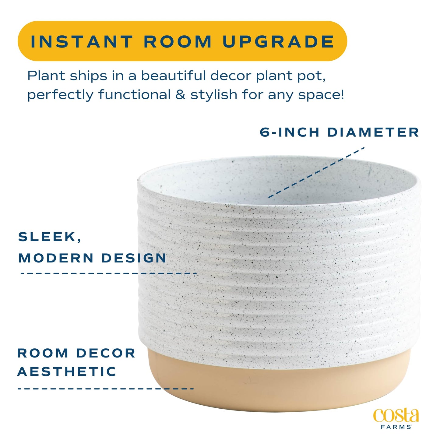 Costa Farms Ficus Live Plants (Pack of 6), Easy to Grow Live Indoor Houseplants, Grower's Choice Collection, Potted in Minimal Decor Plant Pots, Potting Soil, Housewarming Gift, Home and Room Decor