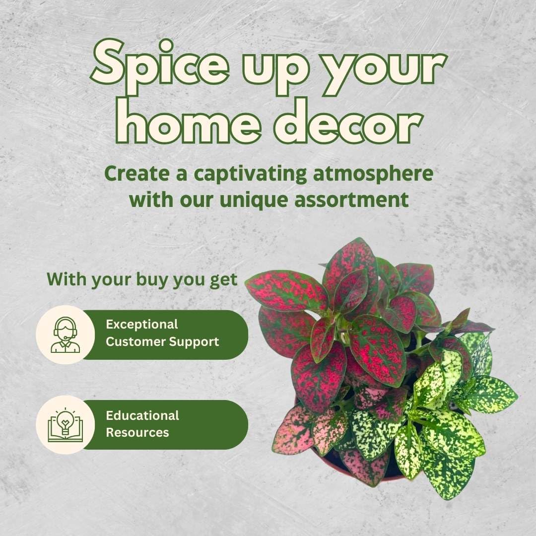 BubbleBlooms Tricolor Hypoestes phyllostachya 2 inch Set of 3 Flamingo Polka Dot Plant Red White and Pink Tiny Mini Pixie Plants