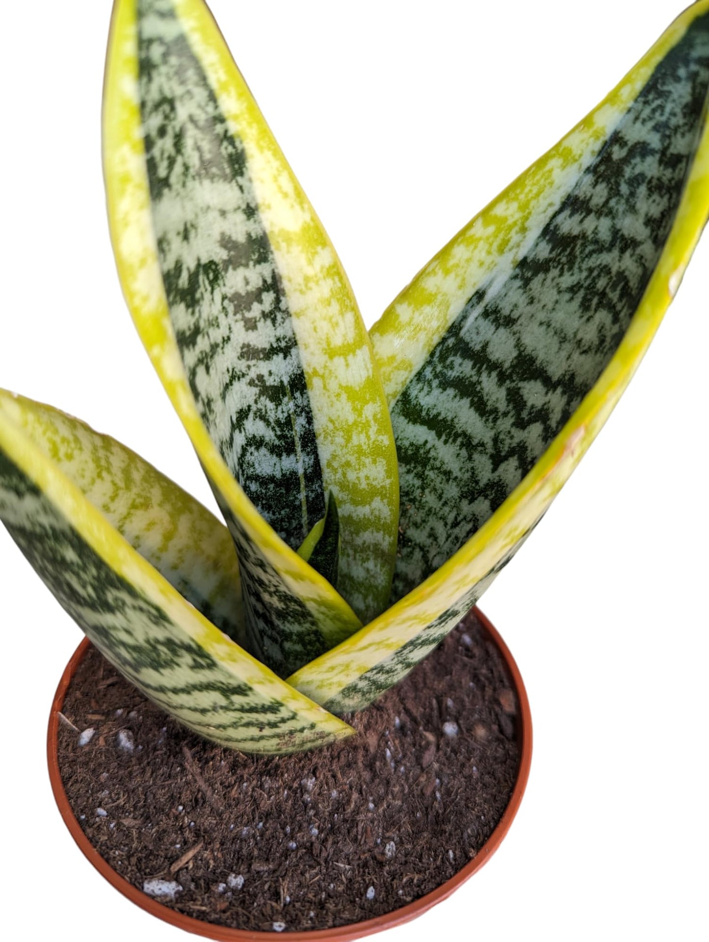 Generic Superba Robusta Snake Plant Sanseveria, 4 inch Pot, Impossible to Kill, Indoor/Outdoor, Yellow/green