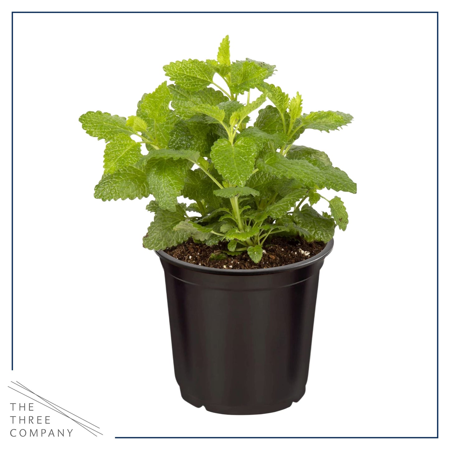 Live Aromatic and Edible Herbs - Assorted Varieties (4 Per Pack) - Lemon Verbena, Eucalyptus, Mint, Lemon Balm - 6" Tall by 3" Wide in 1 Pint Pot