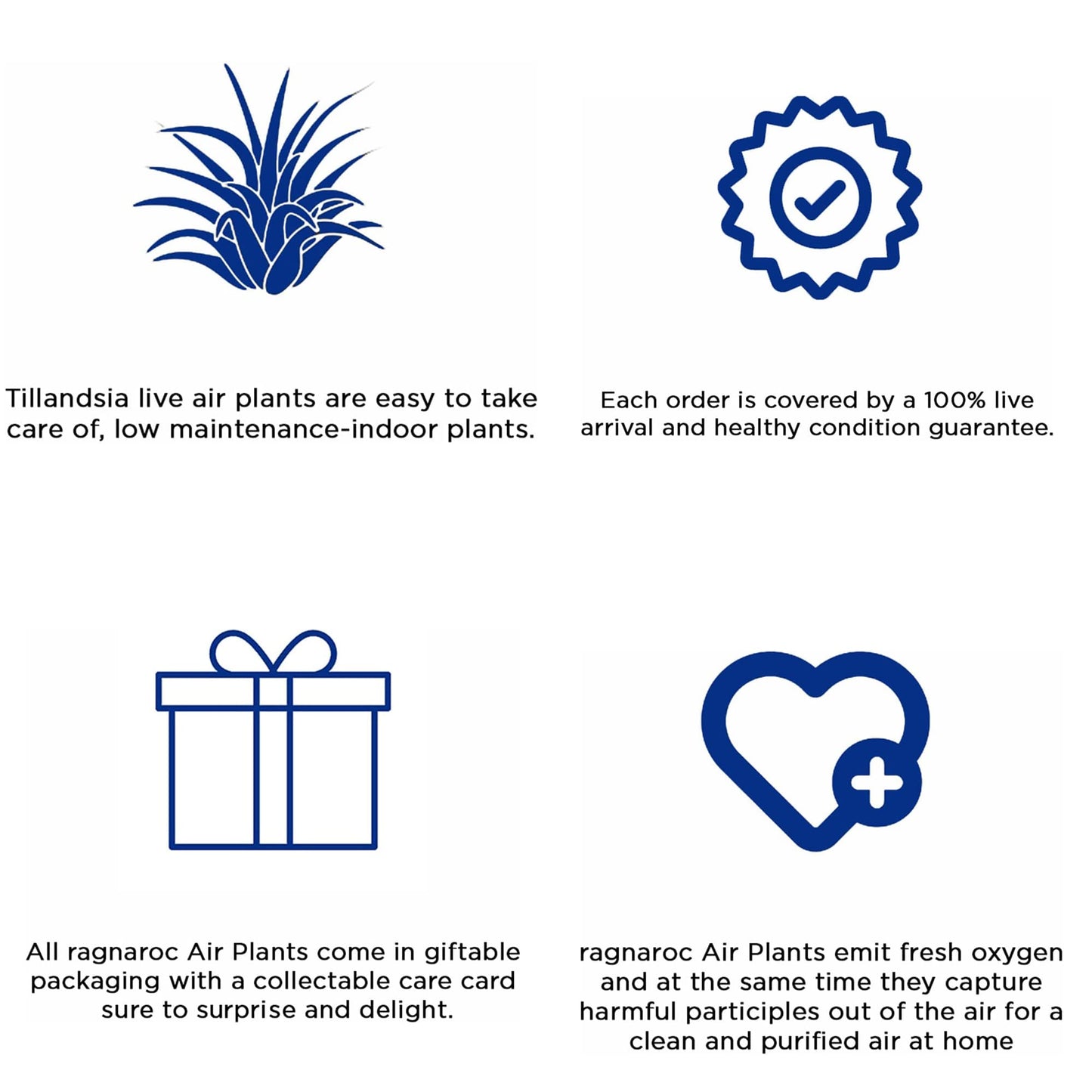 ragnaroc Air Plants - Tillandsia Ionantha Pack, Regular 1-3" - 12ct - Live Arrival Guaranteed - House Plants for Home Decor & Gift