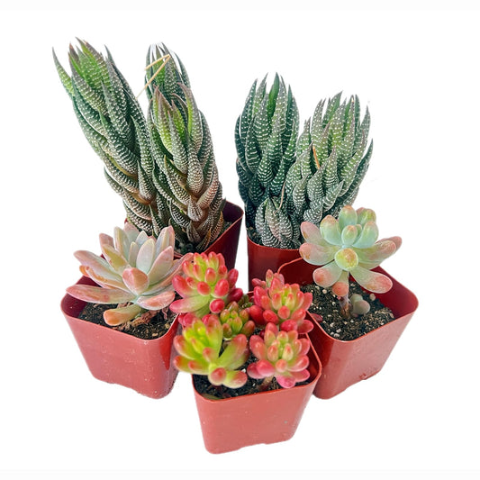 Sprout N Green 5 Pack Assorted Succulents Plants Live, Including Haworthia Succulents, Rare Home Plants for Indoor House Home Garden Wedding Decor Party Favor