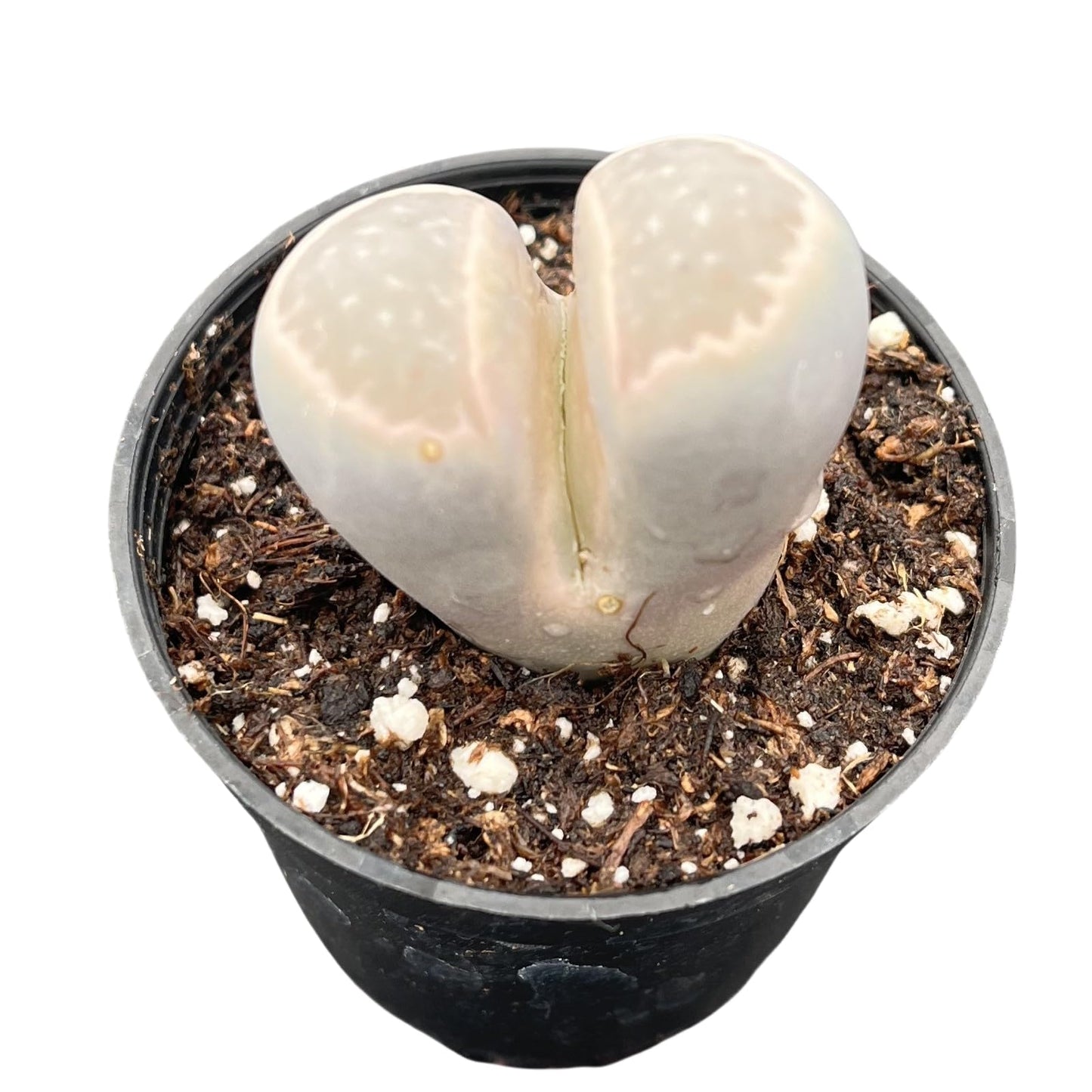 Sprout N Green 1-1.5in Lithops marmorata v. marmorata, 3 Years Old Rare Living Stone Plant Fully Rooted Pot, Cute Potted Succulents House Pebble Plant, Great for Terrarium Arrangement, DIY Project