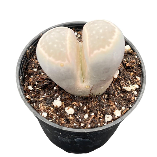 Sprout N Green 1-1.5in Lithops marmorata v. marmorata, 3 Years Old Rare Living Stone Plant Fully Rooted Pot, Cute Potted Succulents House Pebble Plant, Great for Terrarium Arrangement, DIY Project