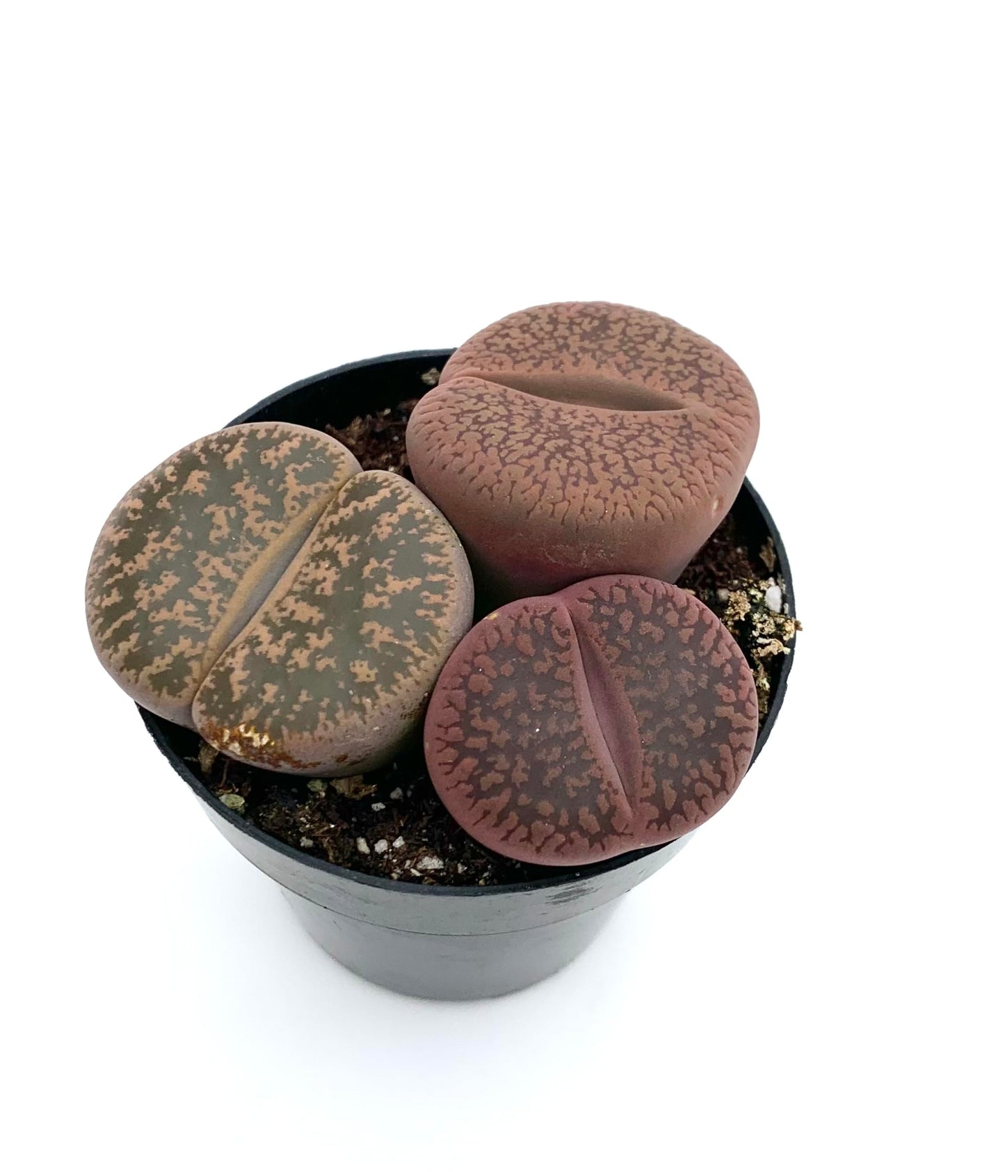 Lithops Succulents Live Potted in 2.5" Pot