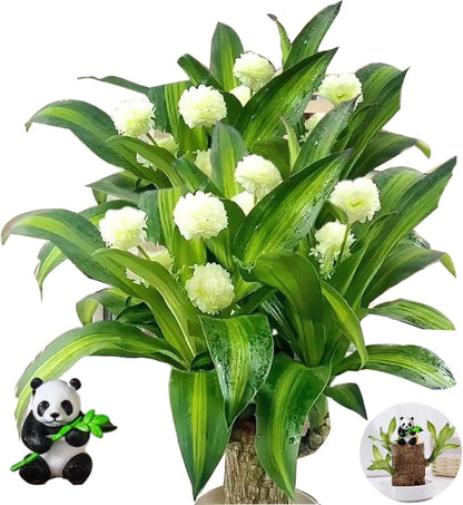 Brazilian Wood Set - Zen Home Decor Including a Brazilian Lucky Wood, a Flower Pot, and Dolls. (A)