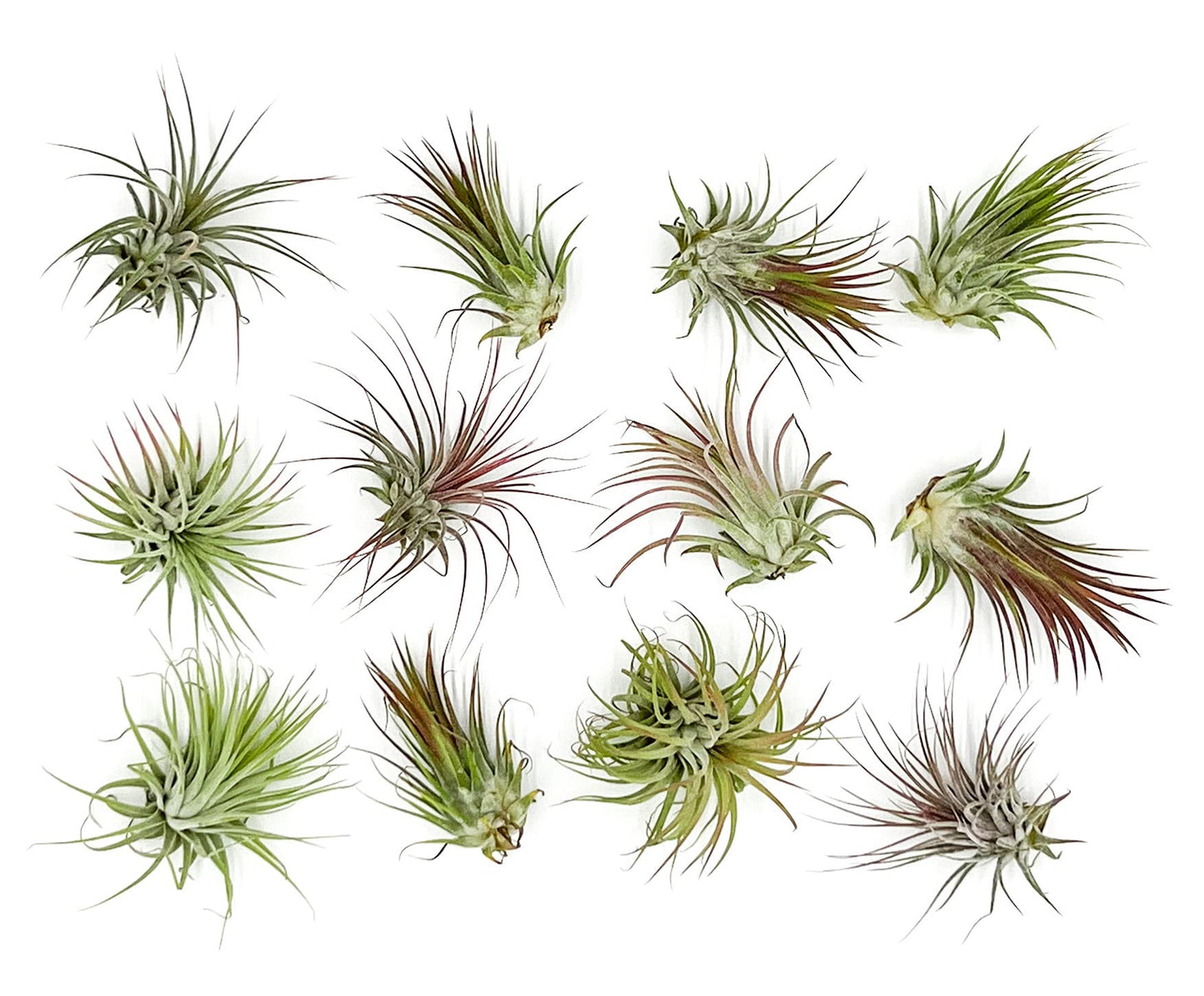 ragnaroc Air Plants - Tillandsia Ionantha Pack, Regular 1-3" - 12ct - Live Arrival Guaranteed - House Plants for Home Decor & Gift