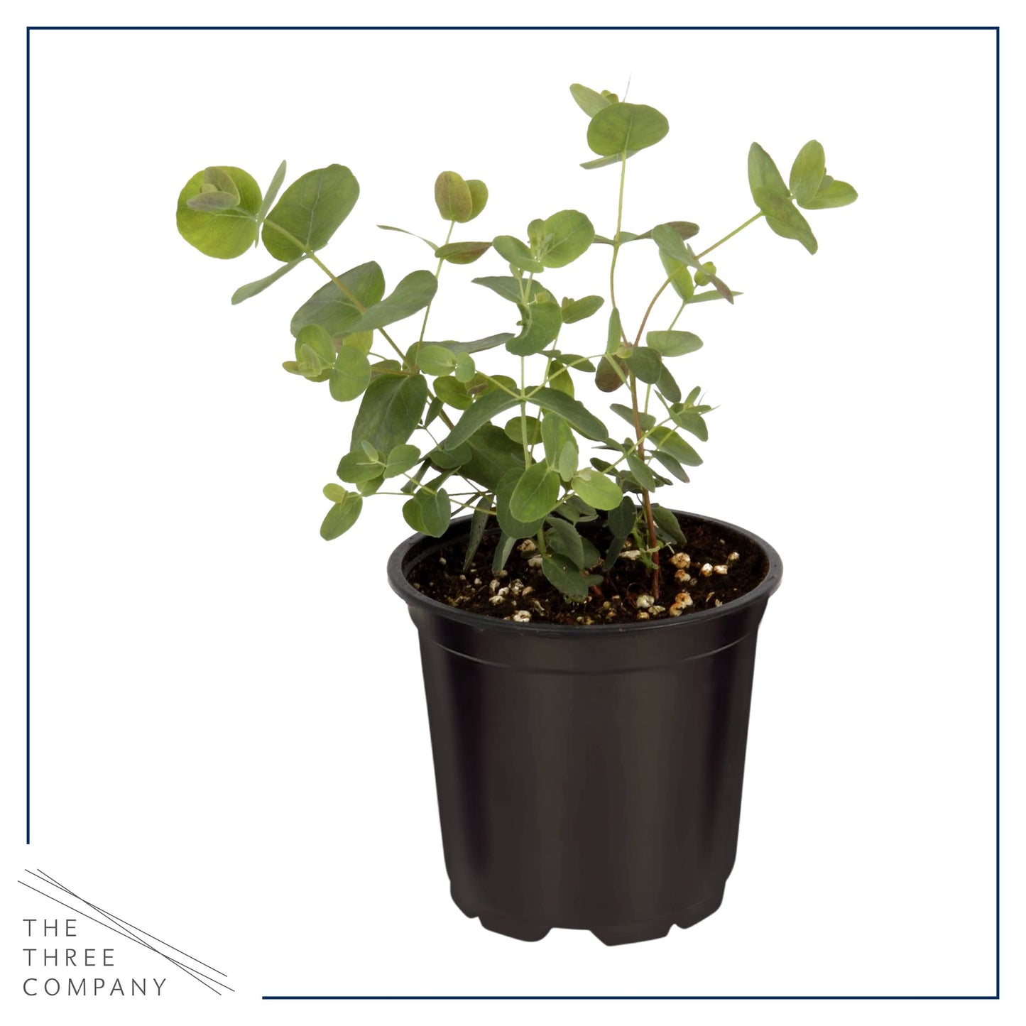 Live Aromatic and Edible Herbs - Assorted Varieties (4 Per Pack) - Lemon Verbena, Eucalyptus, Mint, Lemon Balm - 6" Tall by 3" Wide in 1 Pint Pot