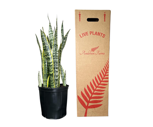Andersen Farms Sansevieria Laurentii Live Plant Indoor/Outdoor in 10 in Grower Pot, Green, Yellow