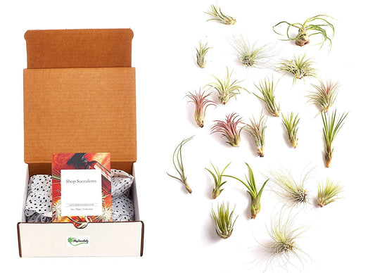 Shop Succulents | Assorted Collection of Tropical Tillandsia Air Plant Kit, Hand Selected Variety Pack | Collection of 24