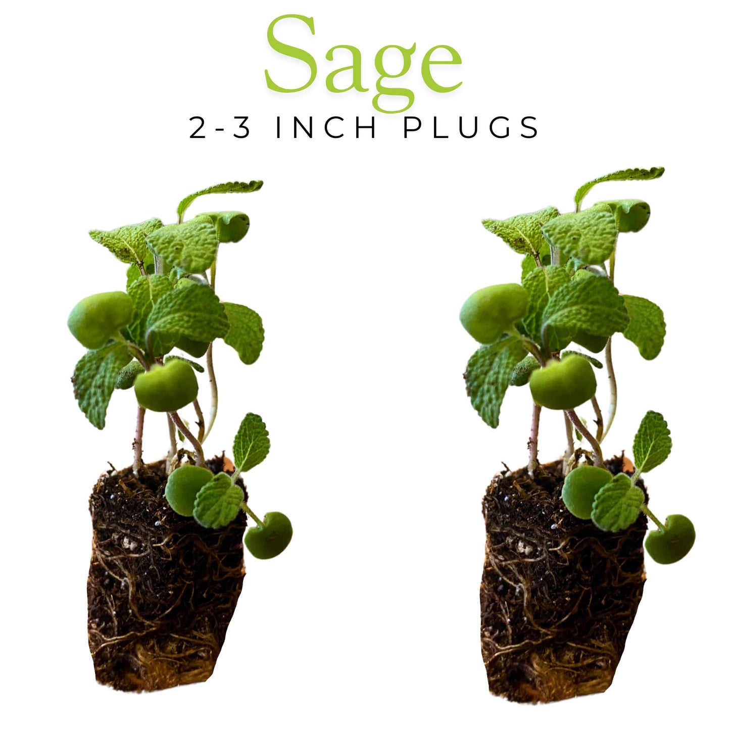 10-Pack Culinary Herb Garden Live Plants – Sweet Basil, Peppermint, Oregano, Sage, Thyme – 3” Plant Plugs for Indoor & Outdoor Growing – Window Sill, Garden, or Kitchen Planter Ready