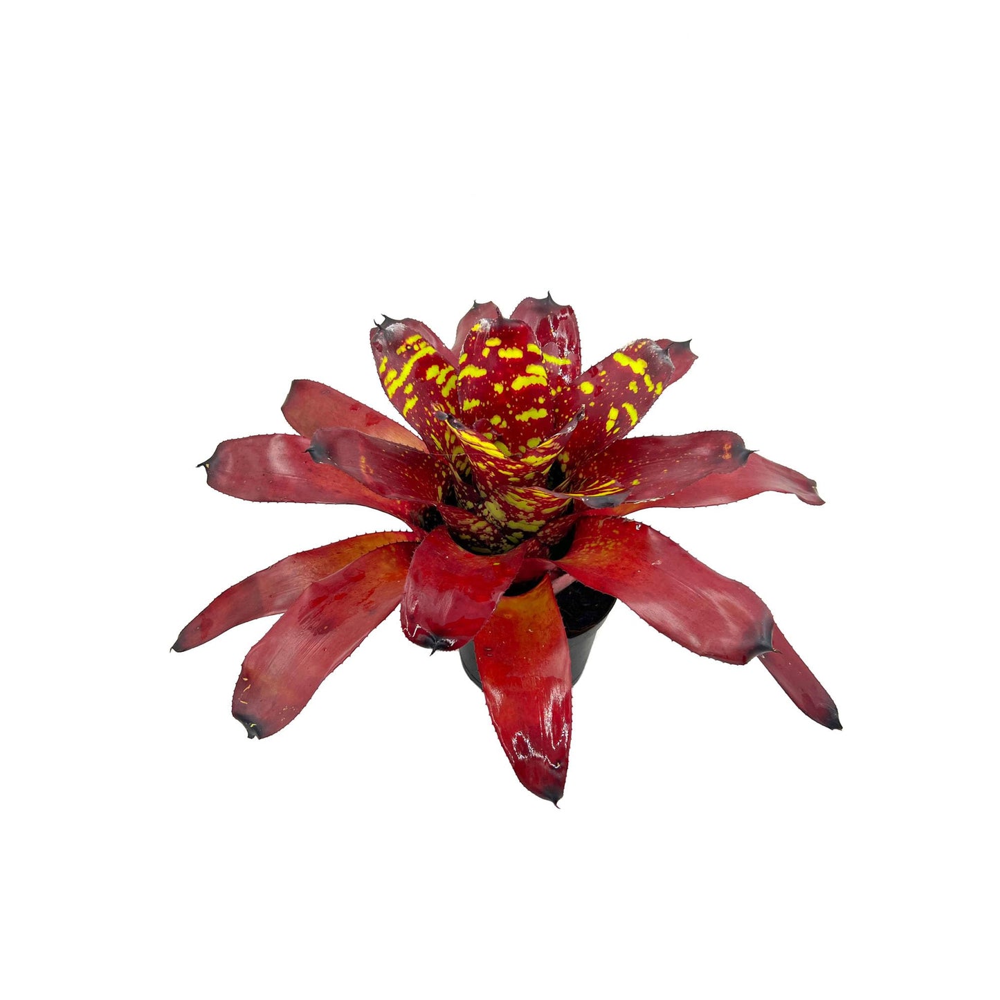 ragnaroc Live Plants - Bromeliad Neoregelia 'Green Eye', 16" Wide and 12" Tall in 6" Pot - 1ct - Live Arrival Guaranteed - House Plants for Home Decor & Gift